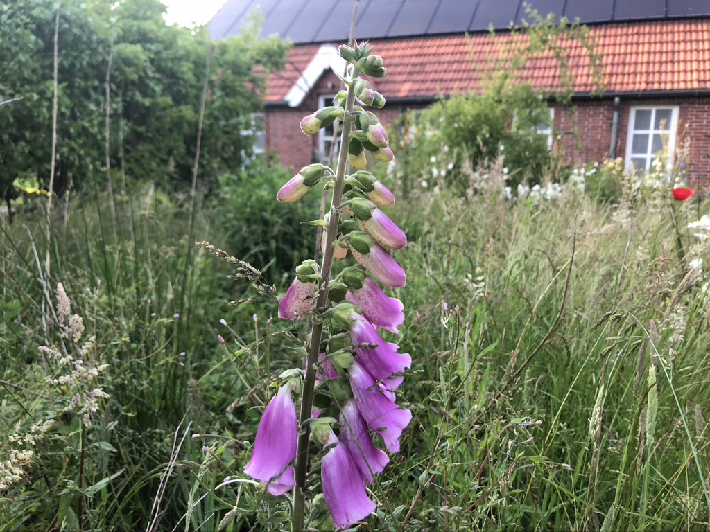 Natur vor der Ferienwohnung