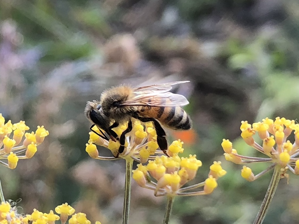 Honig Biene im Garten
